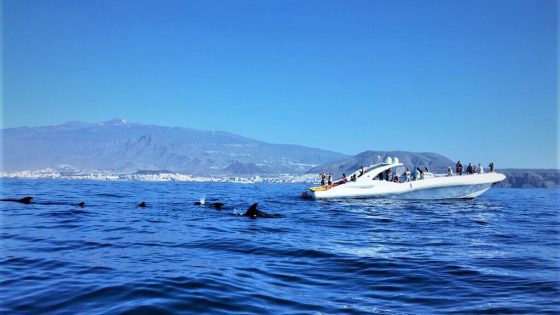 watersports-tenerife-sailing-dolphins